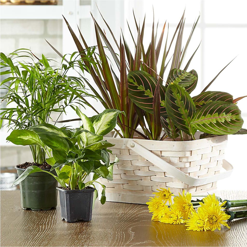 Florist Designed Blooming and Green Plants in a Basket – Nix Florist, Hampton SC