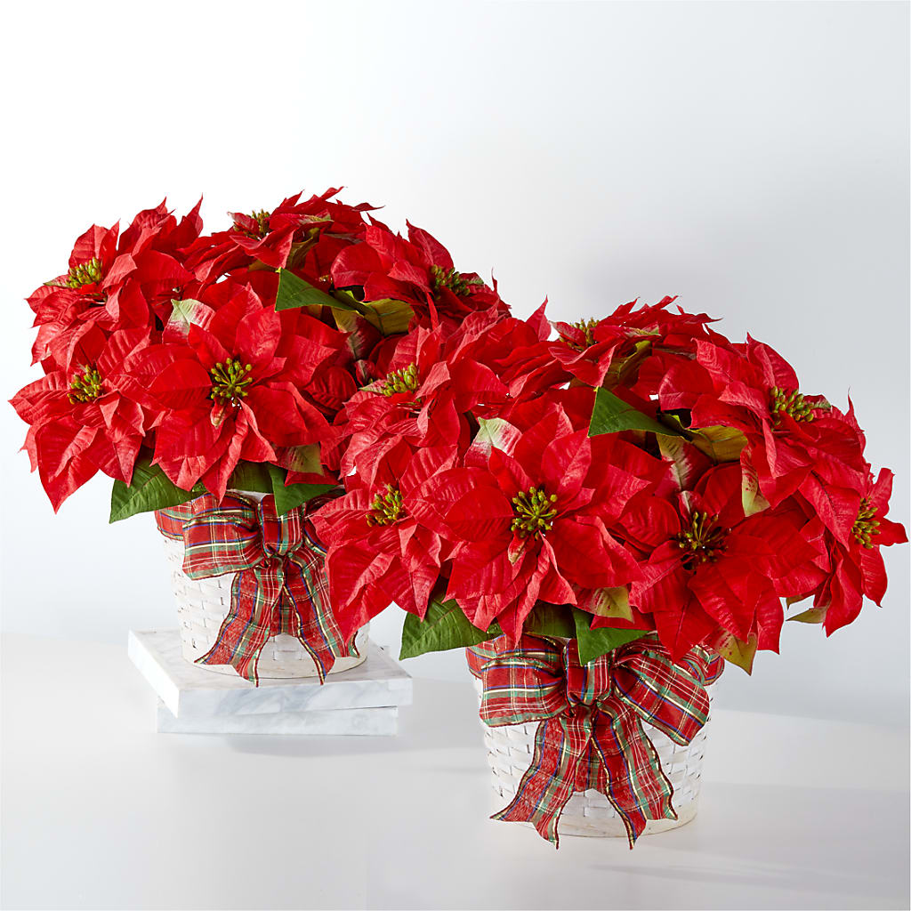 Happiest Holidays Poinsettia Bundle – Nix Florist, Hampton SC