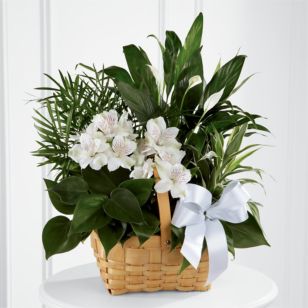 Peace & Serenity Dishgarden – Nix Florist, Hampton SC