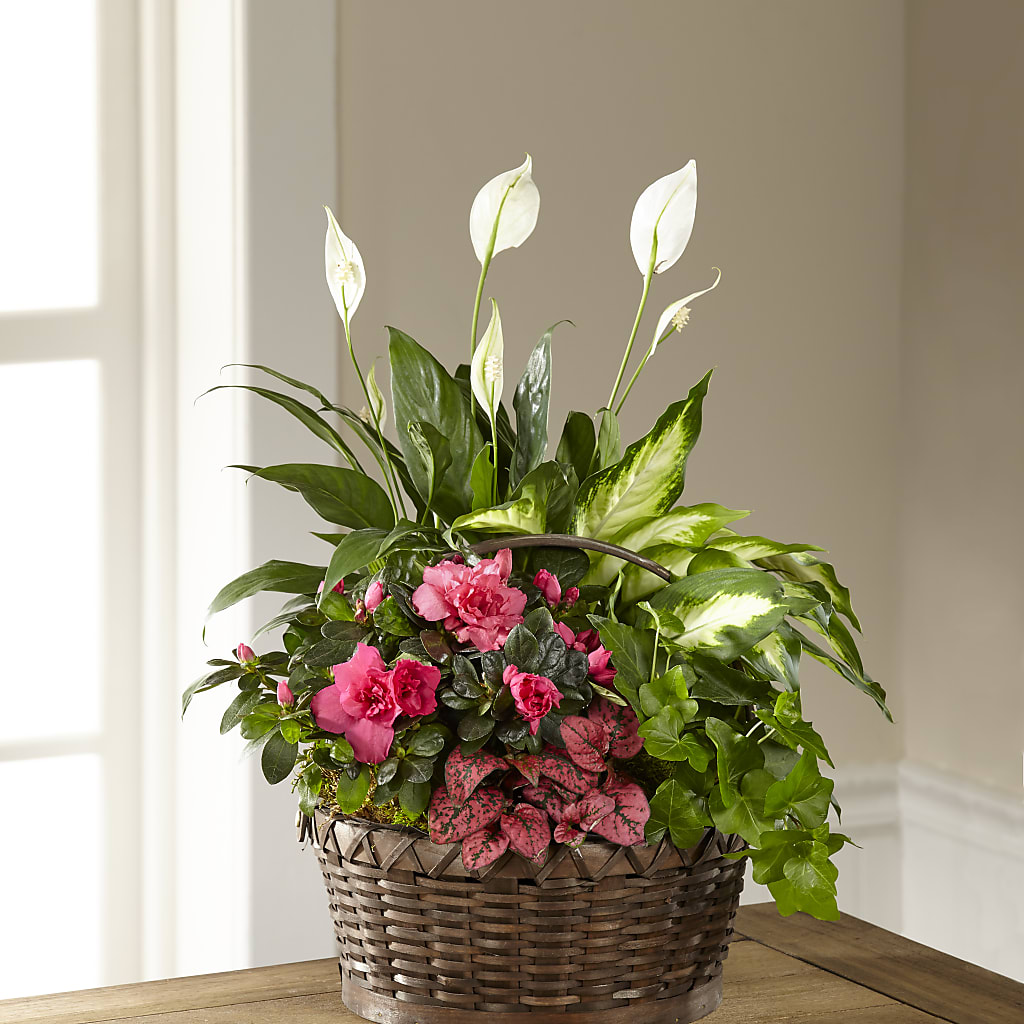 Dream in Pink Dishgarden – Nix Florist, Hampton SC