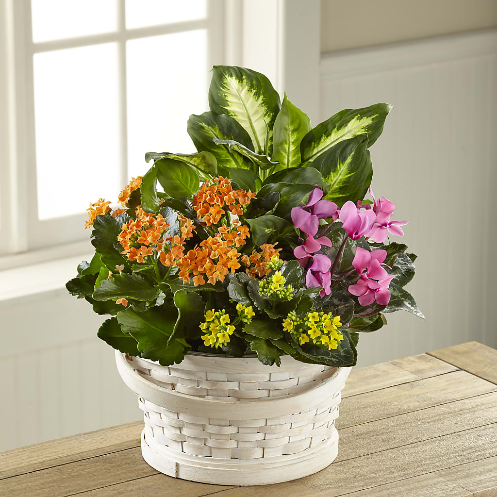 Color Crush Dishgarden – Nix Florist, Hampton SC