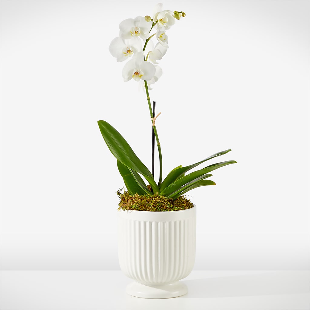 Whispering White Orchid – Nix Florist, Hampton SC