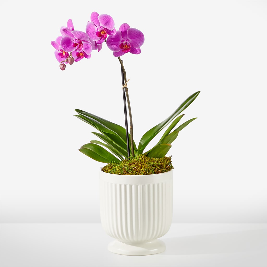 Friendly Fuchsia Orchid – Nix Florist, Hampton SC