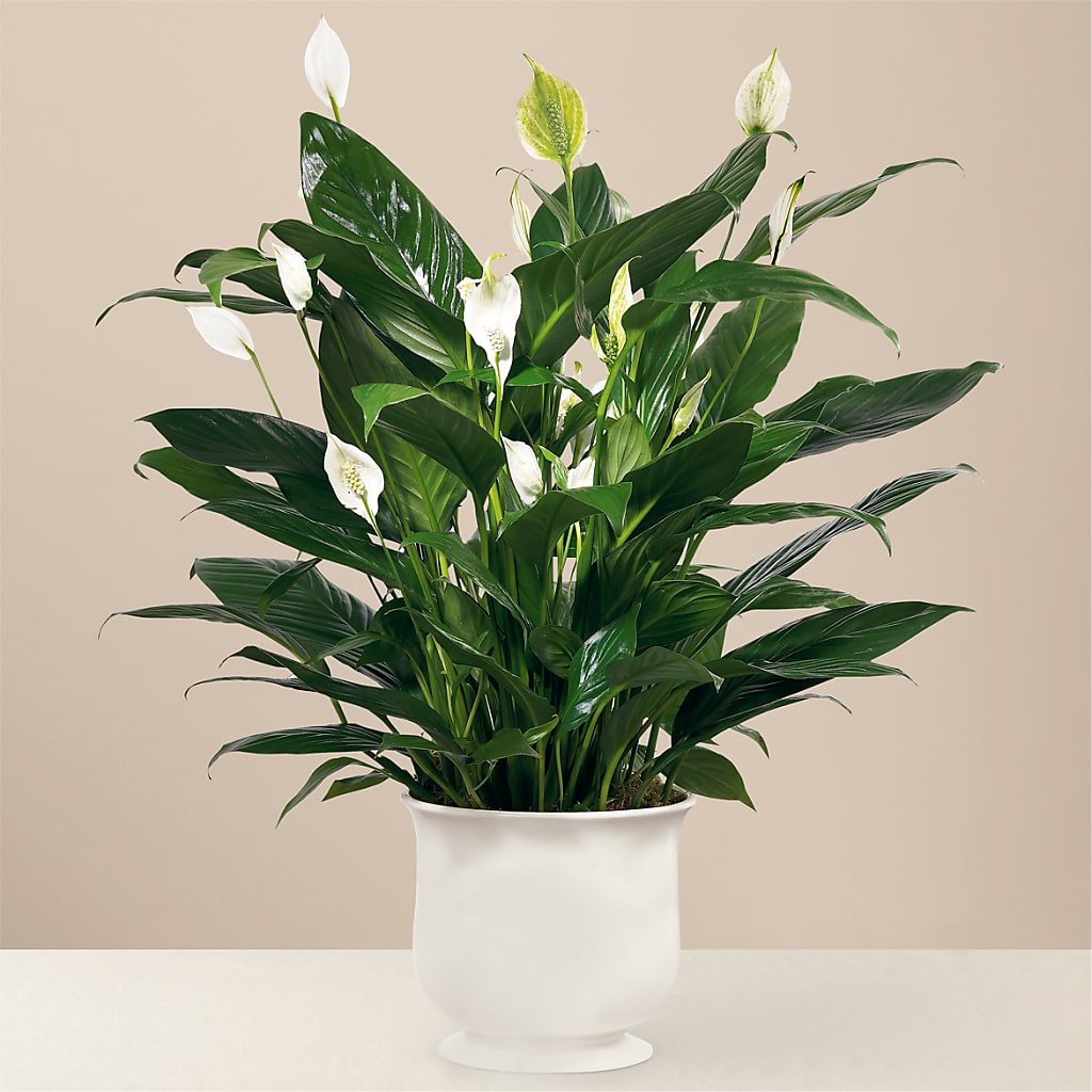 Comfort Planter – Nix Florist, Hampton SC