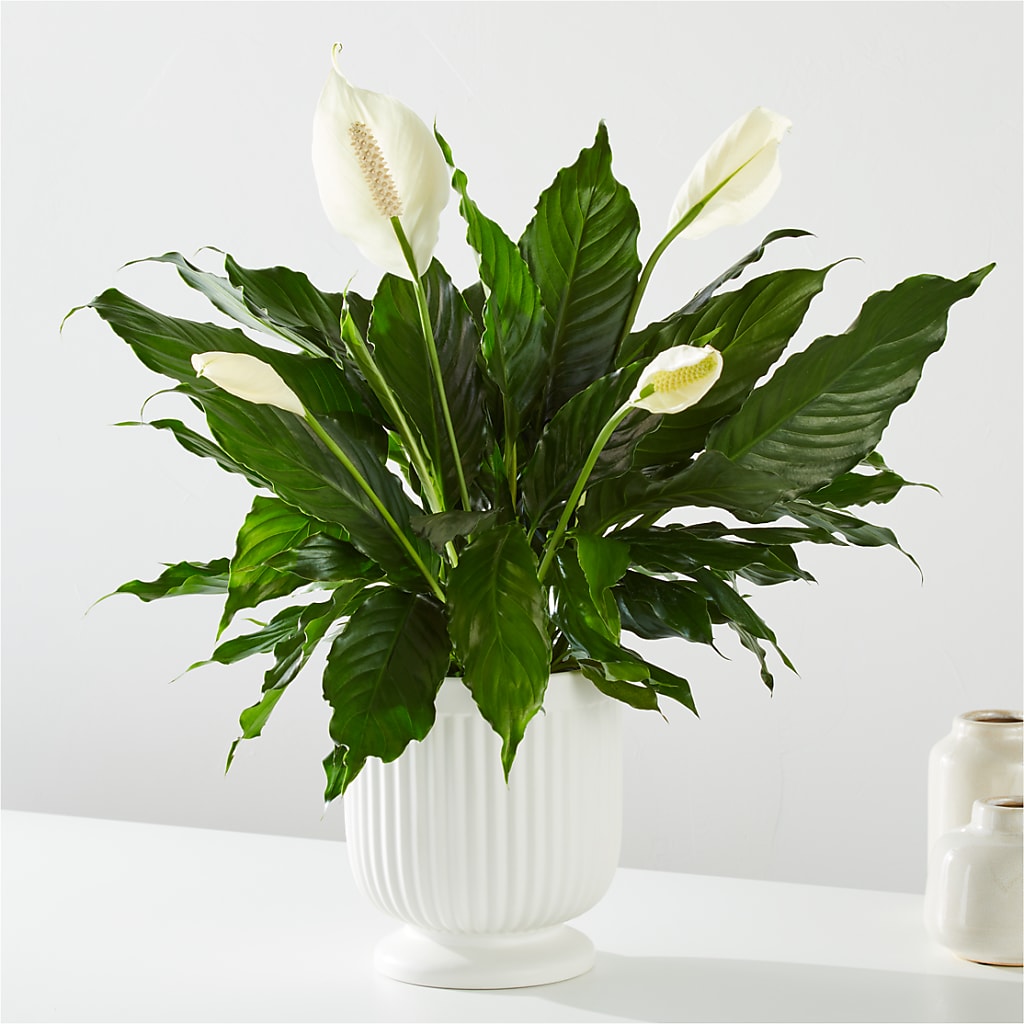 Comfort Planter – Nix Florist, Hampton SC
