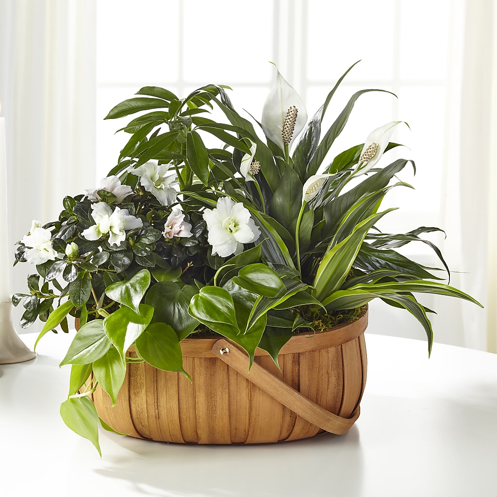 Serene Dishgarden – Nix Florist, Hampton SC