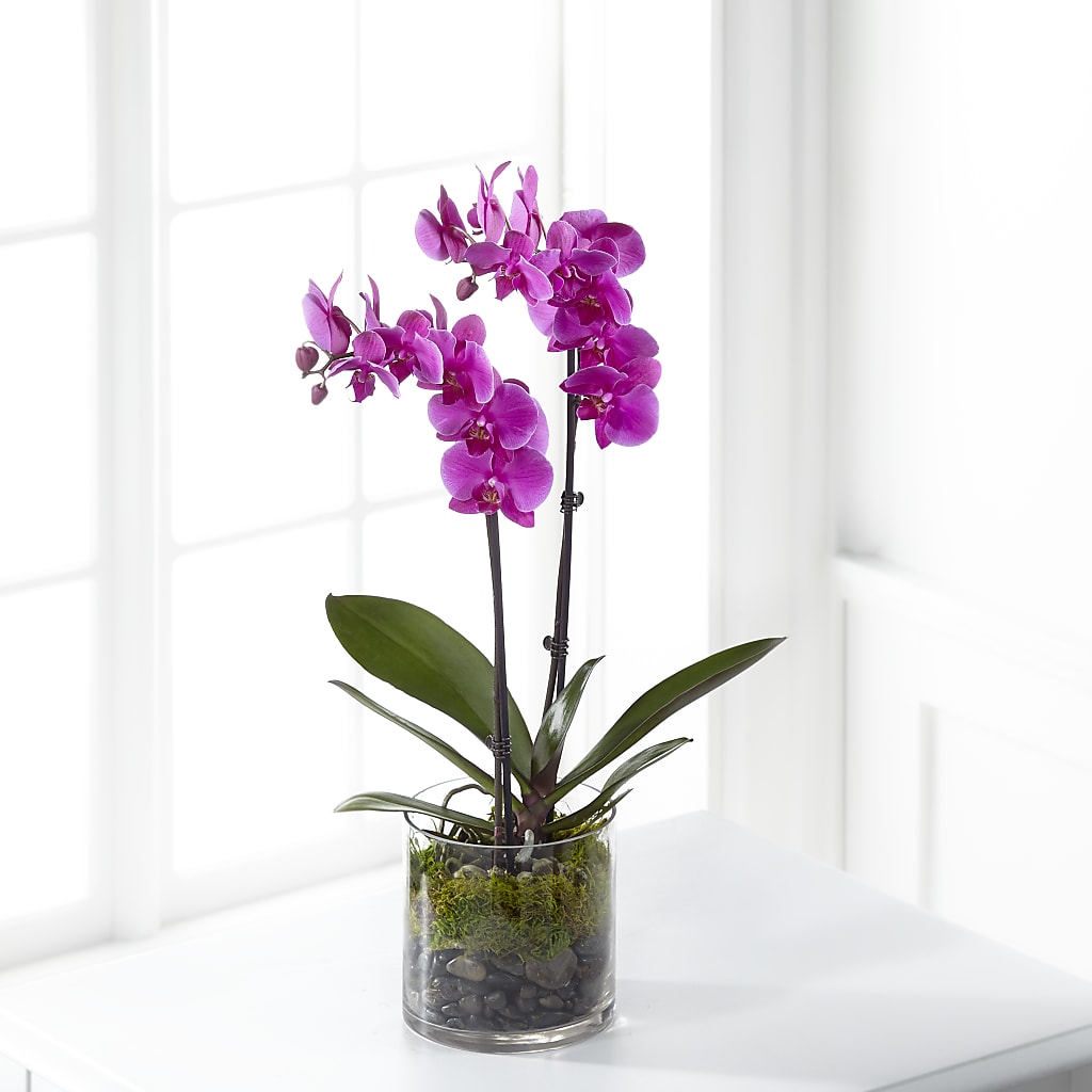 Pink Orchid Plant – Nix Florist, Hampton SC