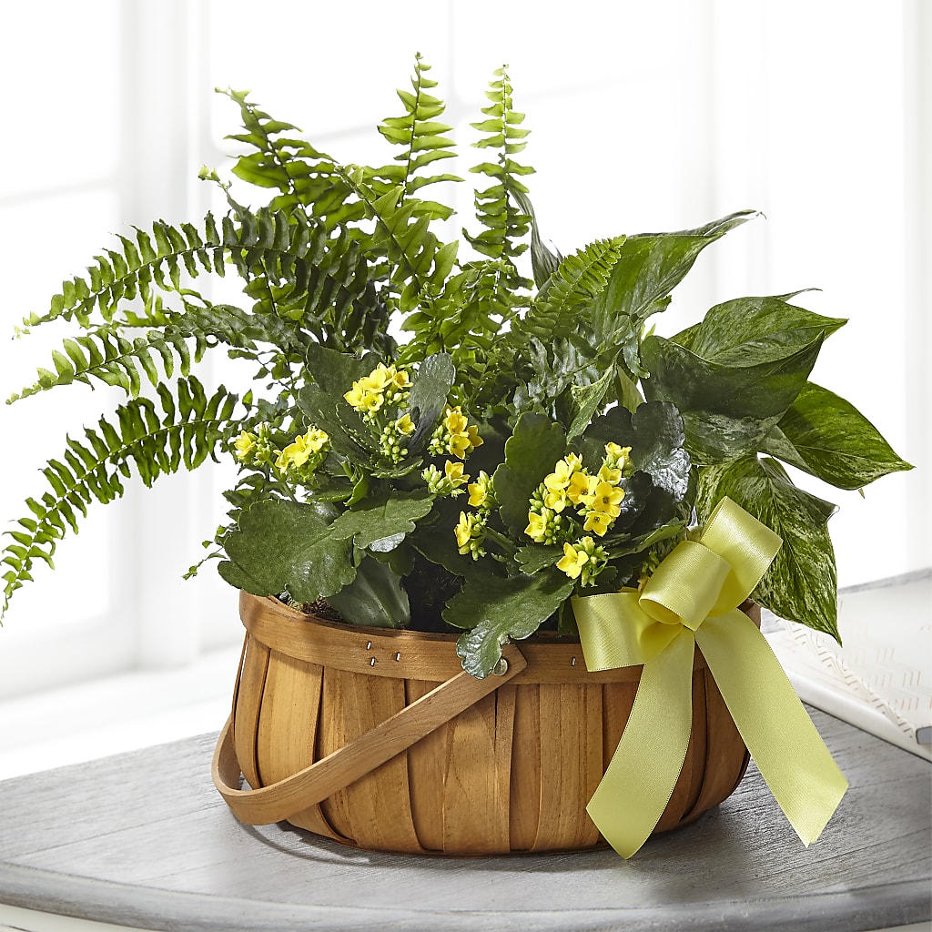 Always Dear Dishgarden – Nix Florist, Hampton SC