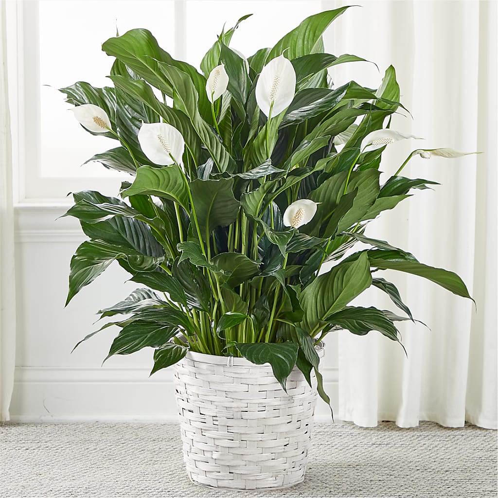 A New Leaf Peace Lily – Nix Florist, Hampton SC