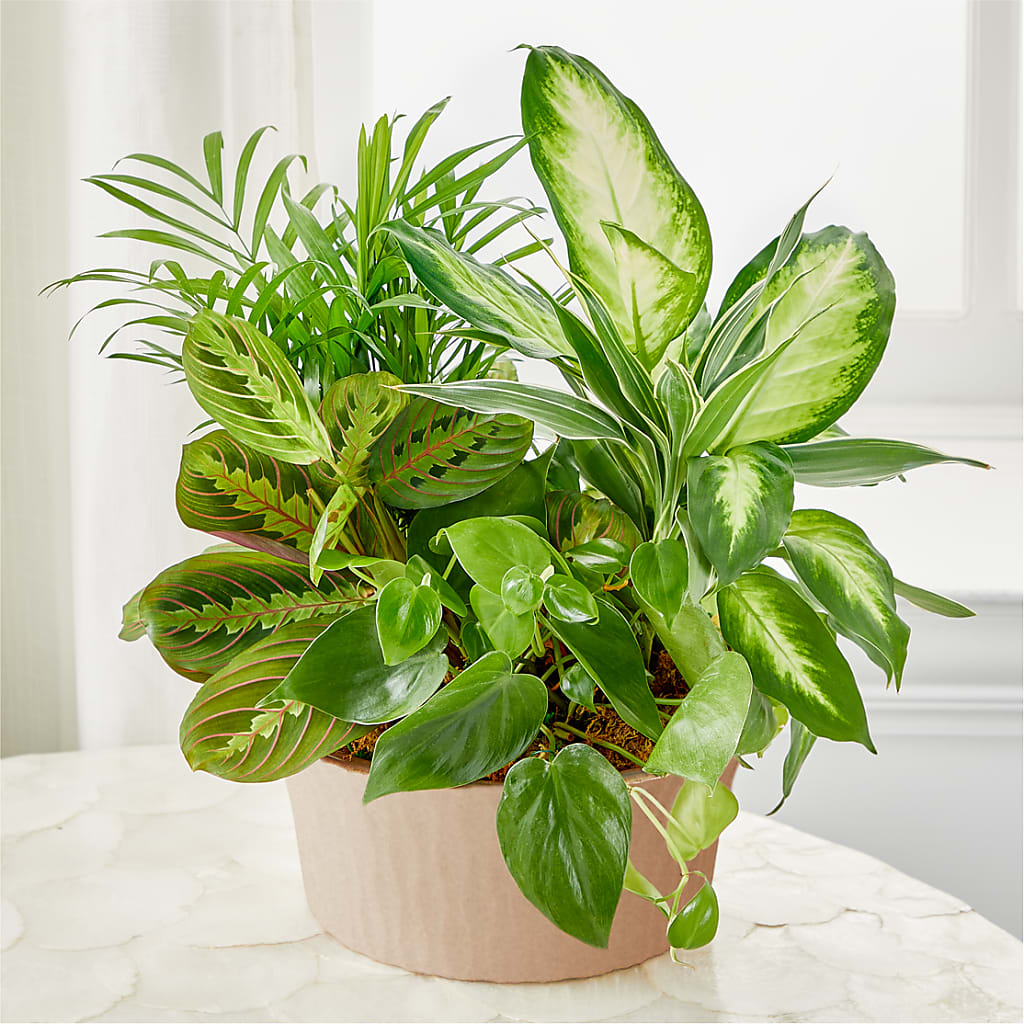 Balance & Harmony Dishgarden – Nix Florist, Hampton SC