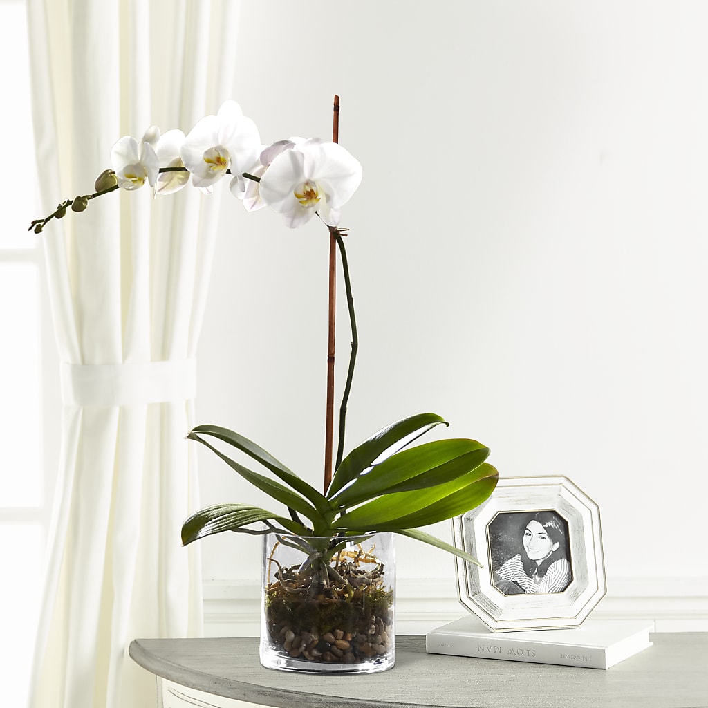 White Orchid Planter – Nix Florist, Hampton SC