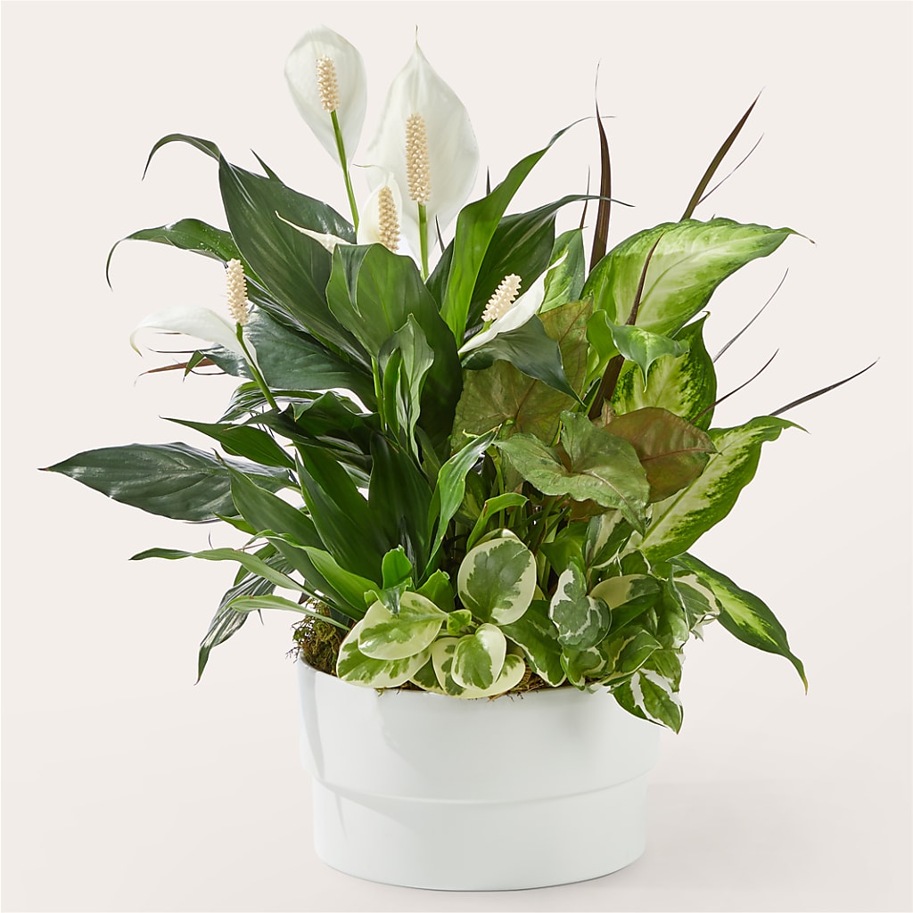 Radiating Positivity Dishgarden – Nix Florist, Hampton SC