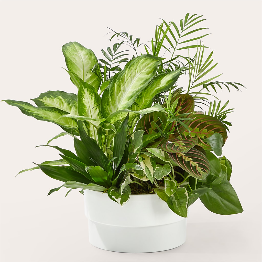 Radiating Positivity Dishgarden – Nix Florist, Hampton SC
