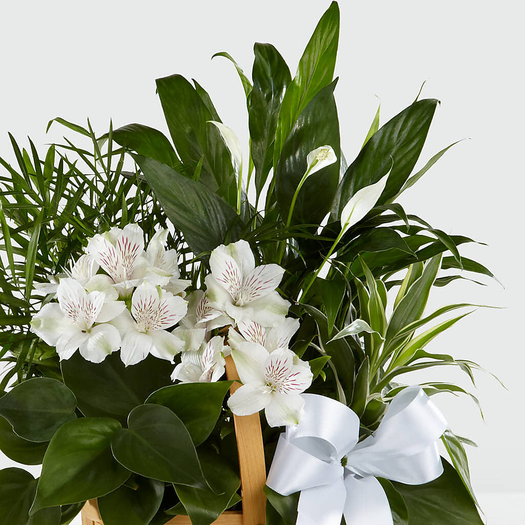 Peace & Serenity Dishgarden –  Nix Florist, Hampton SC