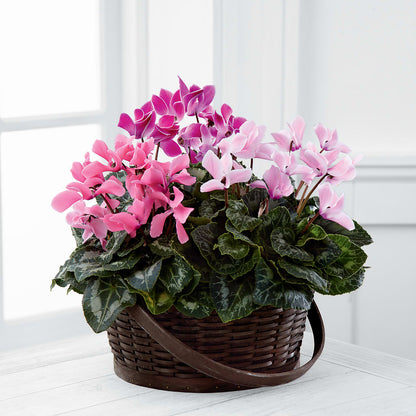Mixed Cyclamen Planter –  Nix Florist, Hampton SC
