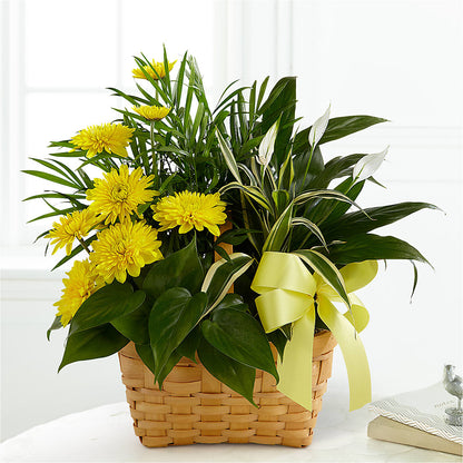 Loving Light Dishgarden –  Nix Florist, Hampton SC