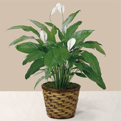 Tranquil Moments Peace Lily Plant –  Nix Florist, Hampton SC