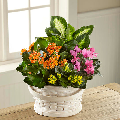 Color Crush Dishgarden –  Nix Florist, Hampton SC