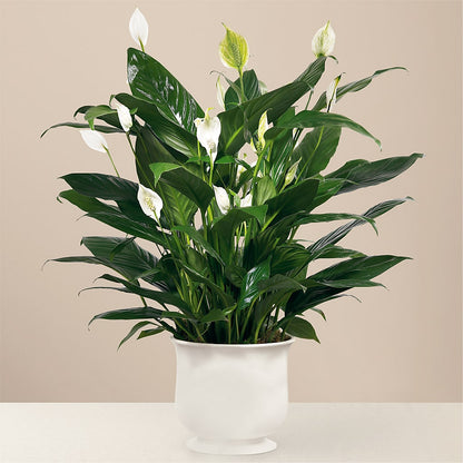 Comfort Planter –  Nix Florist, Hampton SC