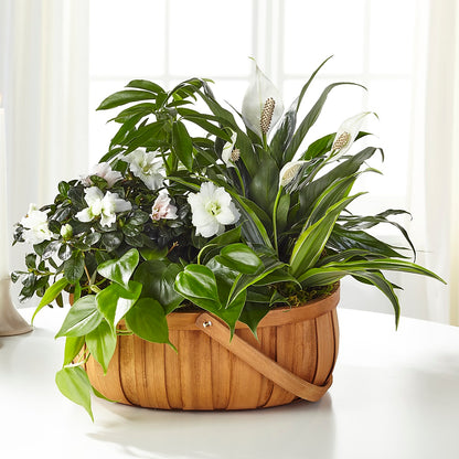 Serene Dishgarden –  Nix Florist, Hampton SC