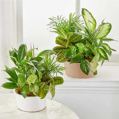 Balance & Harmony Dishgarden –  Nix Florist, Hampton SC