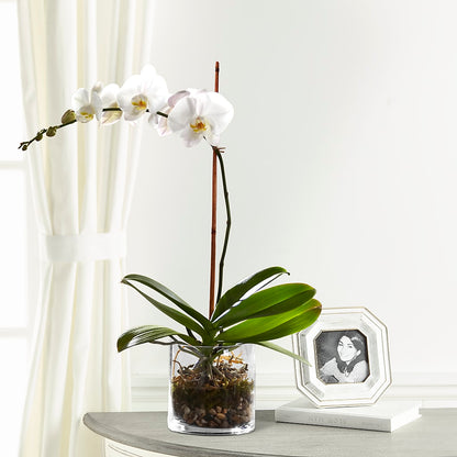 White Orchid Planter –  Nix Florist, Hampton SC